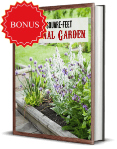 The 80 Square Feet Medicinal GardenThe 80 Square Feet Medicinal Garden